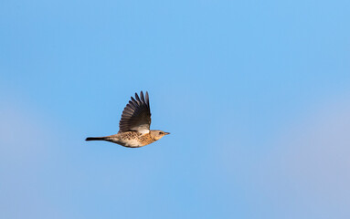 Kramsvogel, Fieldfare, Turdus pilaris