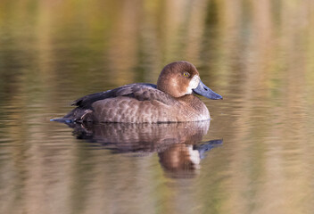 Topper, Greater Scaup, Aythya marila
