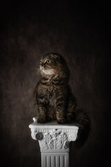 Photo still life cat on a column
