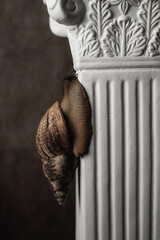 Photo still life snail on a column
