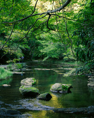 森の中を流れる川