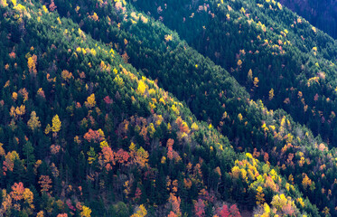 Trees in autumn, on undulating hills of the Pyrenees mountains (Spain).