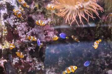 Aquarium de La Rochelle