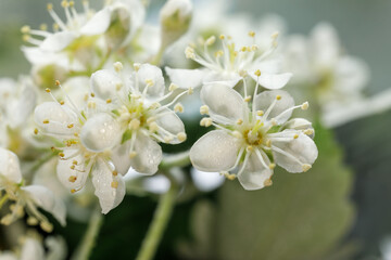 The white blossoms of the mountain ash close up. White flowers on a blurry green background for a spring-themed design.