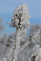 Samenstand der Wilden Karde (Dipsacus fullonum) mit Raureif.