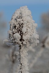 Samenstand der Wilden Karde (Dipsacus fullonum) mit Raureif.