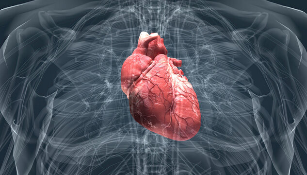 Heart pumps blood through the blood vessels of the circulatory system.