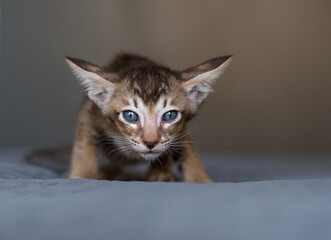 Bright Color Young Oriental Shorthair Kitty Playing on the Bed