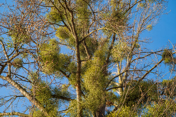 baum mit mistelbüschen