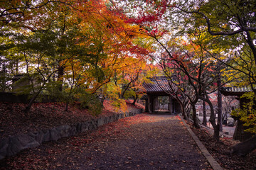 Fototapeta premium autumn in the park