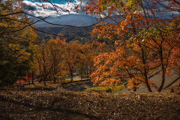 autumn in the forest