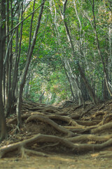 高尾山の登山道の木々