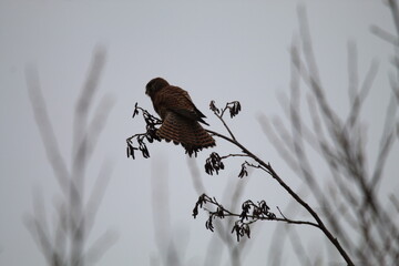 A stunning animal portrait shot of a Kestrel perched in a tree at the forest