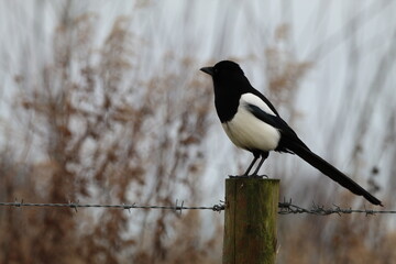 A beautiful magpie sitting on a post of a fence. This photograph was taken on a cold December afternoon.