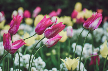 Red and white tulip flowers