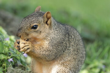 Naklejka na ściany i meble Squirrel eating peanut