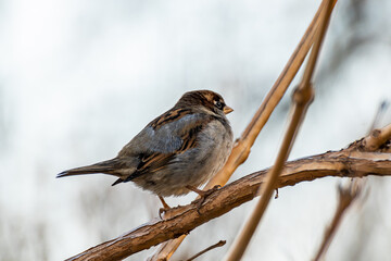 House sparrow perching on branch