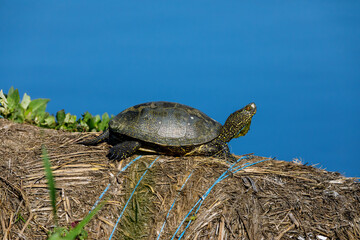 A european pond turtle in the swamps of the danube delta
