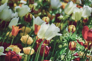 Yellow and white tulip flowers