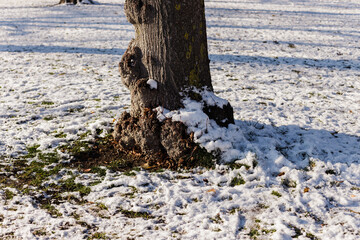 Trunk of a tree with snow