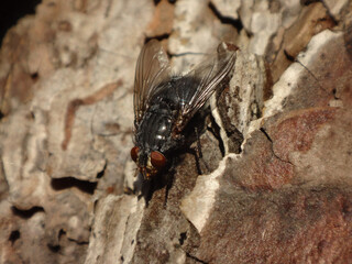 Female blue bottle fly (Calliphora vicina) sitting on tree bark