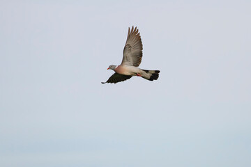 Colorful wood pigeon in flight
