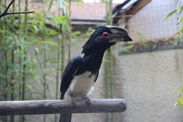 Zoo de la Palmyre, France Royan
