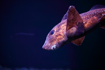 Sea aquarium chimera fish close-up