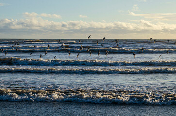 Sandpipers in flight over an incoming tide at Tyrella beach, with horizon and cloudy sky