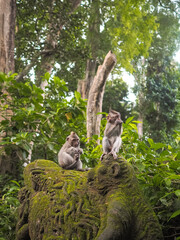 Two monkeys in the jungle