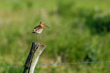 A Black Tailed Godwit in Danube Delta