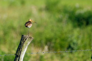 A Black Tailed Godwit in Danube Delta