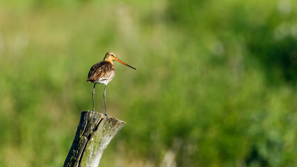 A Black Tailed Godwit in Danube Delta