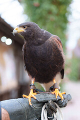 モモアカノスリ（ハリスホーク）