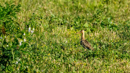 A Black Tailed Godwit in Danube Delta