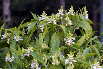 Water willow, or white justicia flowers in a garden