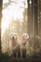 Golden retriever walks in the forest at sunset in the light of the sun