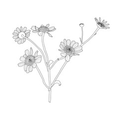 Daisy flower drawing. Hand drawn engraved. Chamomile black ink sketch. Wild botanical garden bloom. Great for tea packaging, label, icon, greeting cards
