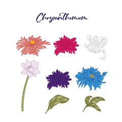 chrysanthemum flower element collection