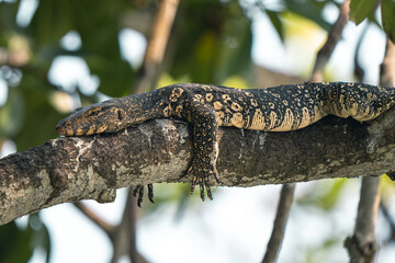 lizard on tree