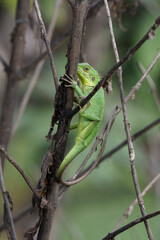 lizard on a branch