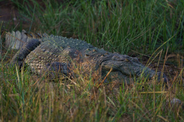 alligator in the swamp