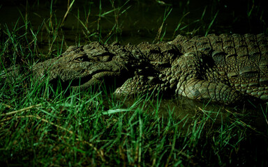 crocodile in the water