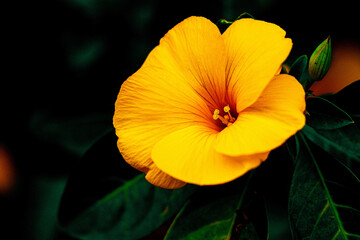 orange flower