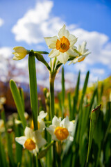 yellow daffodils against blue sky