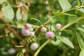 Blueberries growing on a branch, close-up