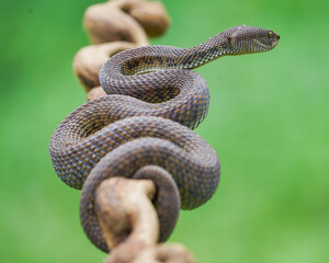 close up of a snake