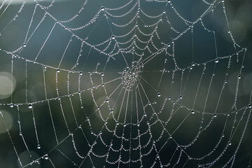 Spider web with water drops close up. Nature concept background. Selective focus