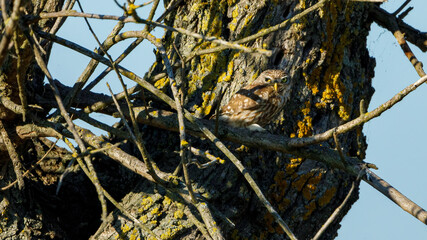 A little owl in a tree	
