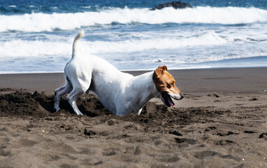 Young jack russell terrier dog playing near the sea. Portrait of nice  jack russell terrier dog